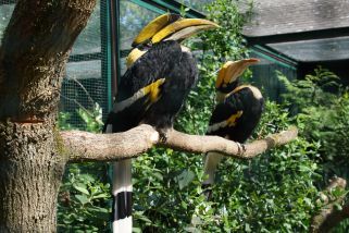 Buceros bicornis - Doppelhornvogel